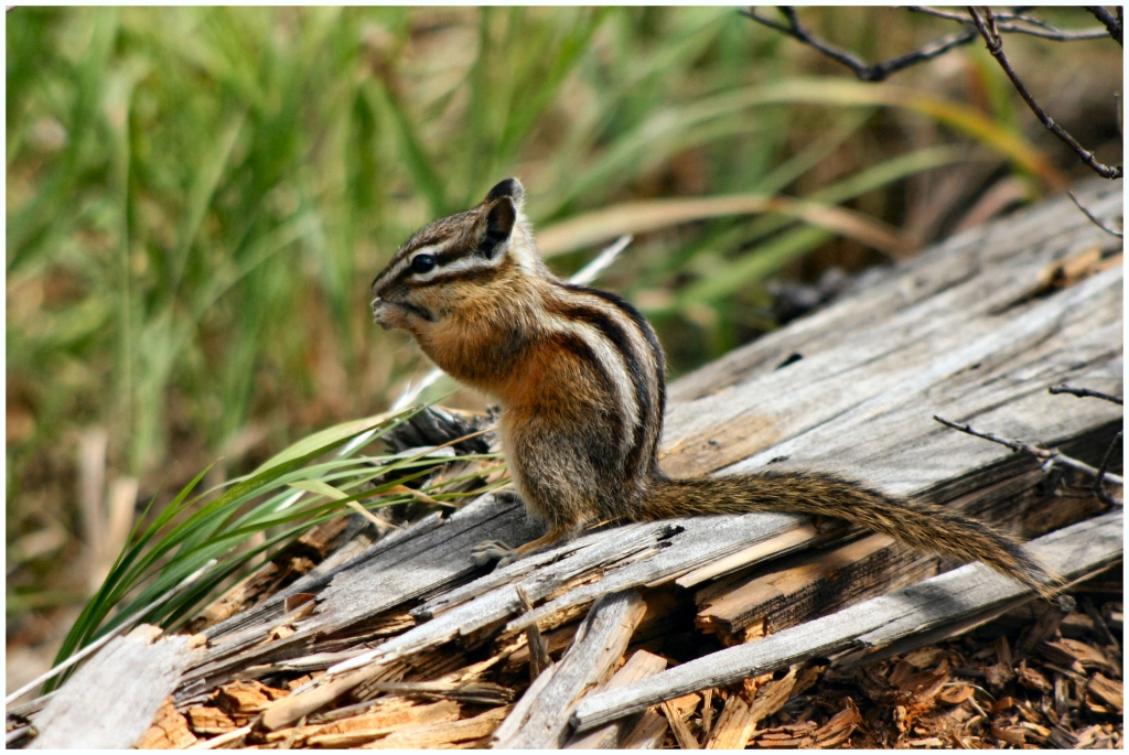 01 - Grand teton NP (34).jpg